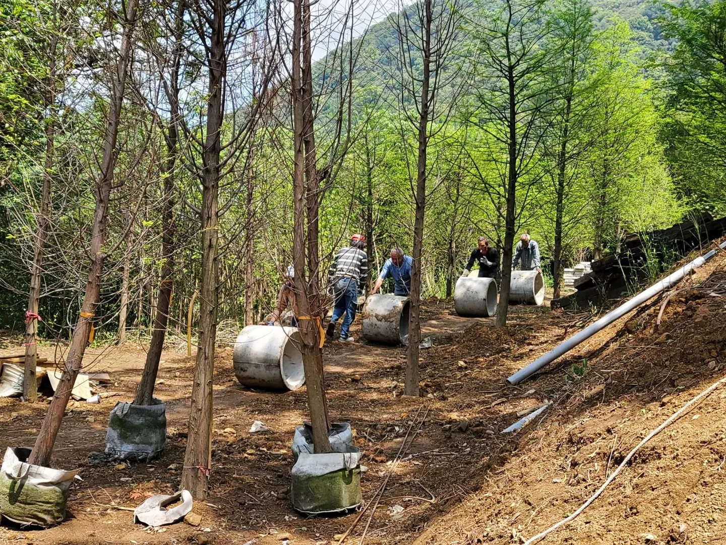 運送涵管・一步一腳印 真愛桃花源山坡工地,工人在剛種下、根球還包著不織布的落羽松幼樹之間,徒手滾動水泥涵管鋪設排水,遠處是青翠山林