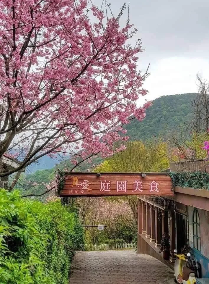 真愛桃花源「庭園美食」入口木招牌,春季山櫻盛開於步道兩側,背景為陽明山山景