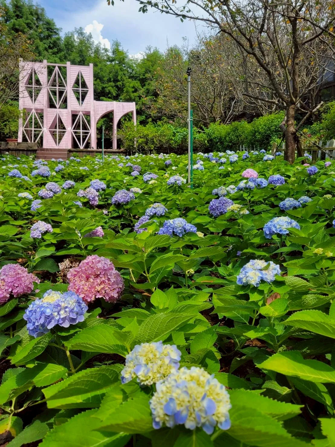 繡球花園 台北士林庭園空間 繡球花園 - 真愛桃花源活動服務